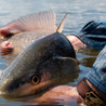 Bronze -- Redfish