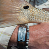 Venture || Redfish View